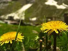 アーユルヴェーダの母体､ヒマラヤ。ここはかつて海だった場所 - アーユルヴェーダ - 海の病棟 | 福岡県大牟田市 不知火病院(うつ病の治療･入院･カウンセリング)